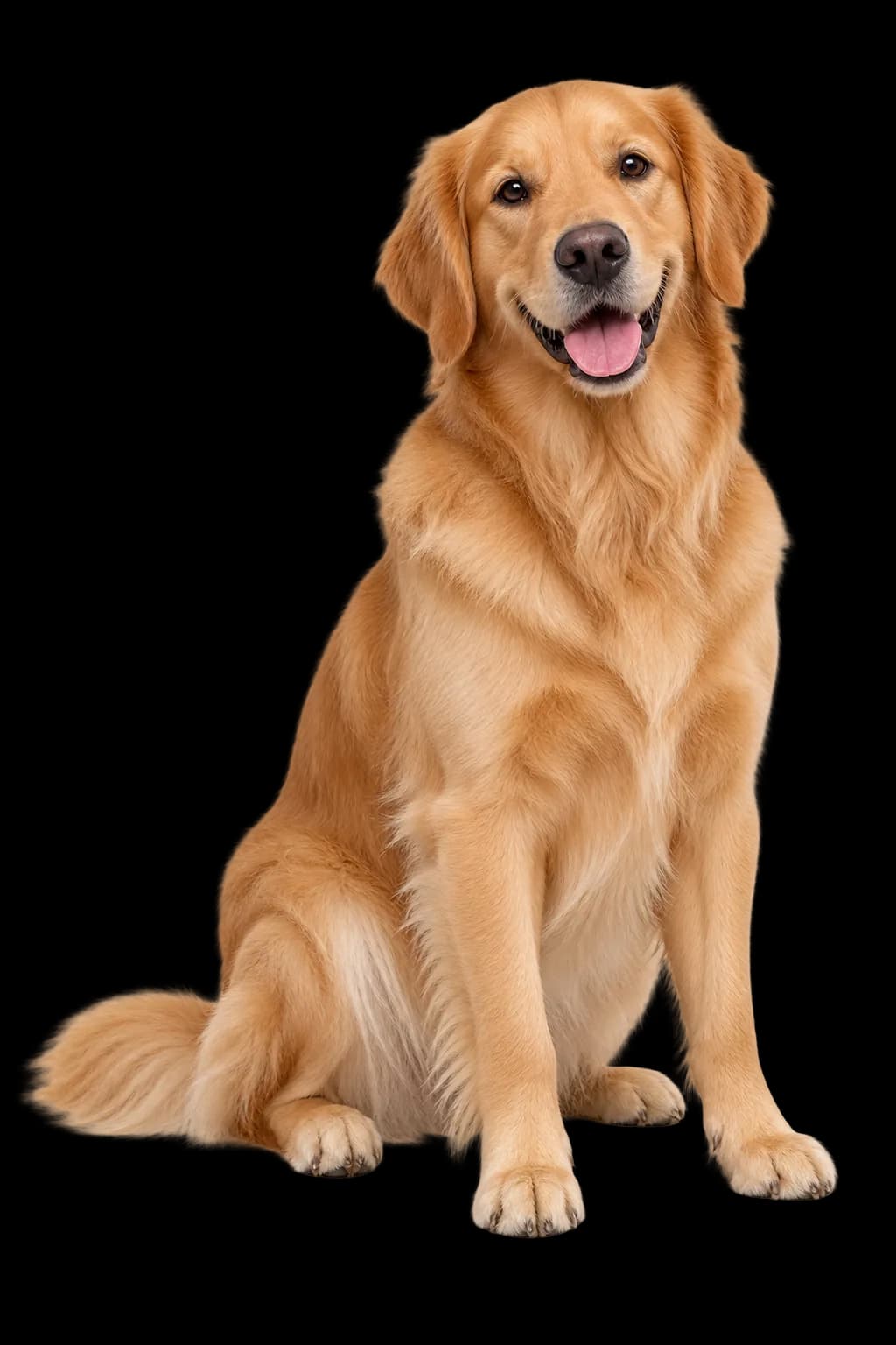 Golden retriever sitting with all four paws visible